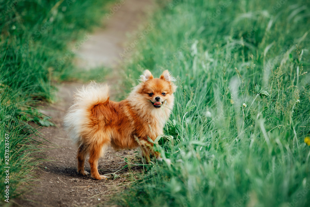 Cute pomeranian spitz puppy is walking on a green meadow.