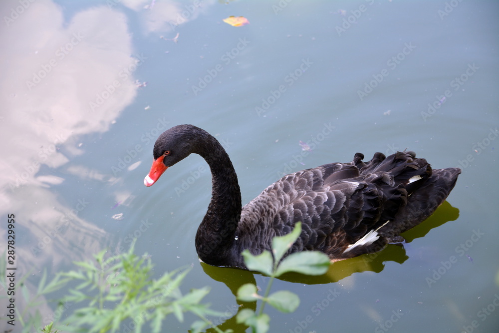 Fototapeta premium Łabędź czarny - Cygnus atratus