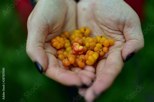 Cloudberry in hands, northern berries