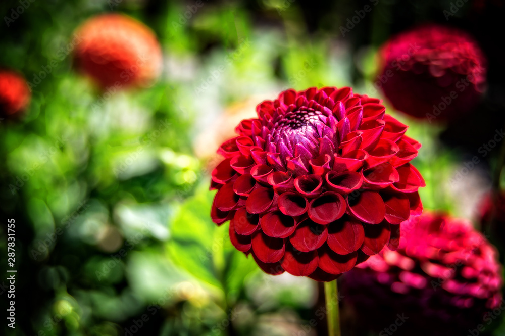 Red Dahlia Flower Red Dahlia Flower