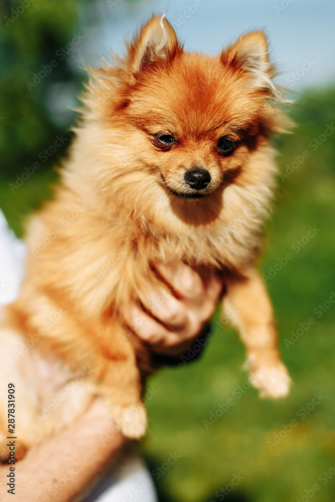 Puppy Pomeranian. Man holds his puppy