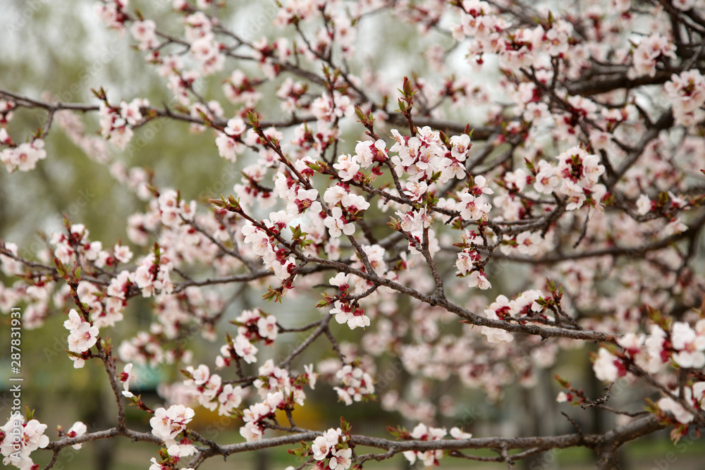 tree spring flowers cherry tree spring flowers cherry