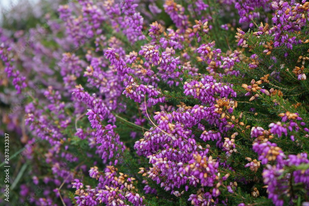 Violet small flowers blooming during Irish Summer