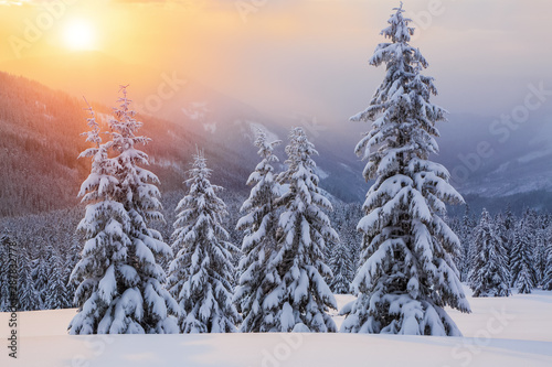 Marvelous winter sunrise high in the mountains in beautiful forests. Tourist scenery. Location Carpathians, Ukraine, Europe.