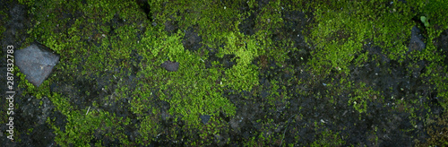 Moss green texture. Moss background. Green moss on grunge texture, background. Long web banner