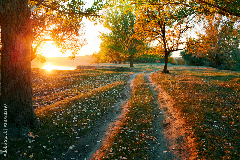 Obraz premium ground road and beautiful trees in the autumn forest,bright sunlight with shadows at sunset