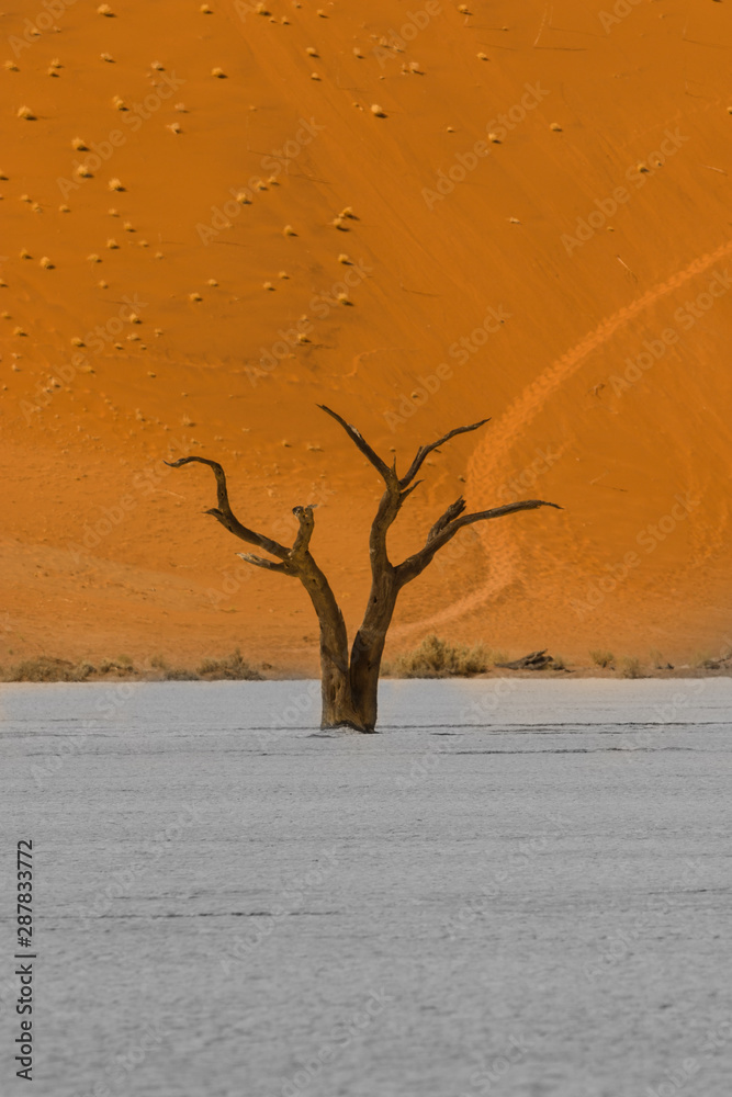 Dead tree in deserted sand dune under big daddy dune. Orange sand and white ground. Dead tree in deserted sand dune under big daddy dune. Orange sand and white ground.