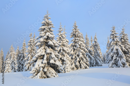 Beautiful landscape on the cold winter morning. Lawn and forests. Location the Carpathian Mountains, Ukraine, Europe.