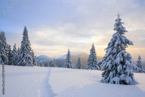 Winter landscape with fair trees, mountains and the lawn covered by snow with the foot path. © Vitalii_Mamchuk