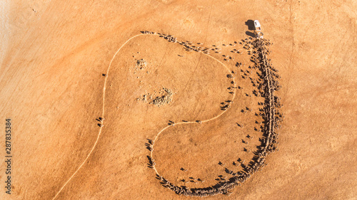 Canvas Print Aerial shot of trail feeding sheep in drought