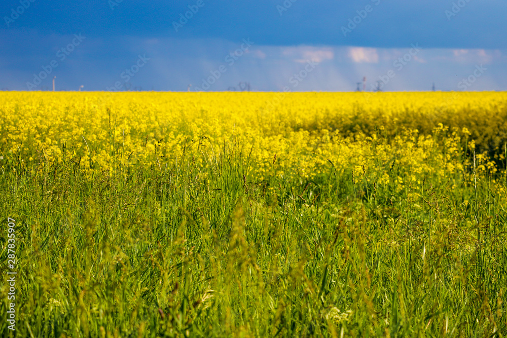 Scenic rural landscape with yellow rape, rapeseed or canola field. Rapeseed field, Blooming canola flowers close up. Rape on the field in summer. Bright Yellow rapeseed oil.