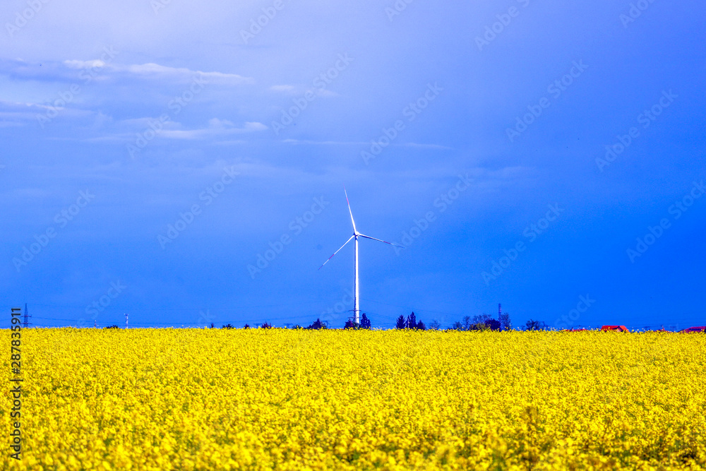Scenic rural landscape with yellow rape, rapeseed or canola field. Rapeseed field, Blooming canola flowers close up. Rape on the field in summer. Bright Yellow rapeseed oil. Scenic rural landscape with yellow rape, rapeseed or canola field. Rapeseed field, Blooming canola flowers close up. Rape on the field in summer. Bright Yellow rapeseed oil.