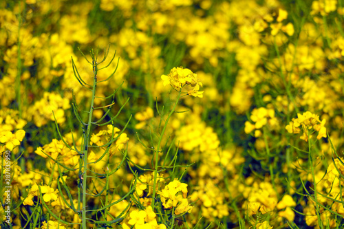 Rape flowers close-up rays of sunlight on nature in spring, panoramic view. Growing blossoming rape, soft focus.