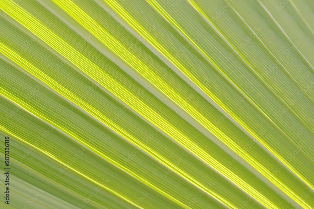 Green palm leaf against the sunlight. Pattern texture detail. Green palm leaf against the sunlight. Pattern texture detail.
