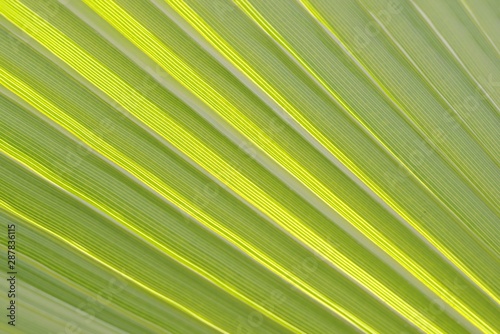 Green palm leaf against the sunlight. Pattern texture detail.