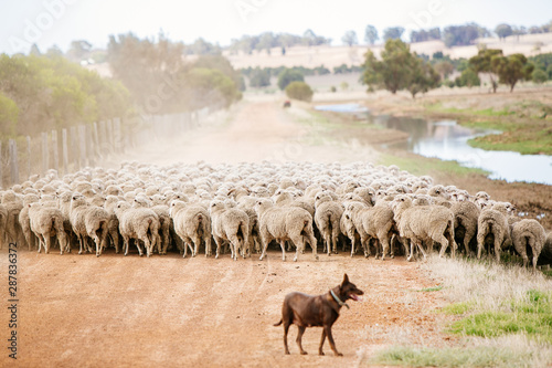 Kelpie musters sheep to the yards photo