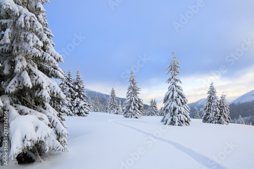 Winter landscape with fair trees  mountains and the lawn covered by snow with the foot path.