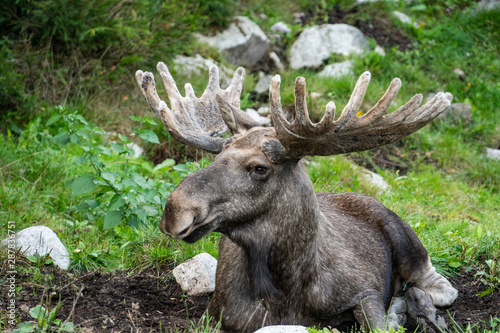 moose lying on the ground in the green in a park in Sweden photo