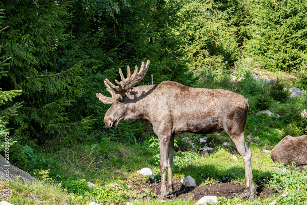 Fototapeta premium Moose standing in the green in a moose park in Sweden