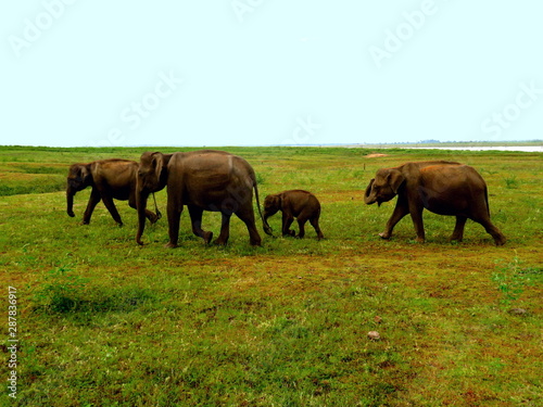 elephants in the field of Sri Lanka