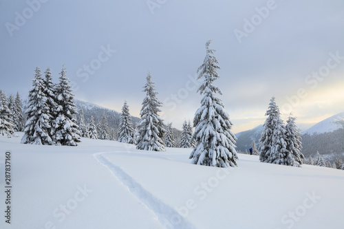 Beautiful landscape on the cold winter day. On the lawn covered with snow there is a trodden path leading to the high mountains with snow white peaks, trees in the snowdrifts. © Vitalii_Mamchuk