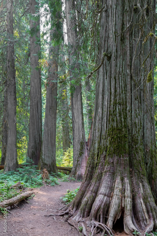 Path through the Ross Creek Cedars Path through the Ross Creek Cedars
