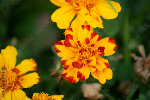Yellow and Red Marigold