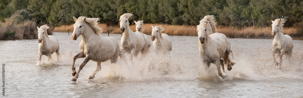 Obraz premium White horses in Camargue, France.
