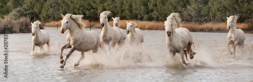 White horses in Camargue, France.