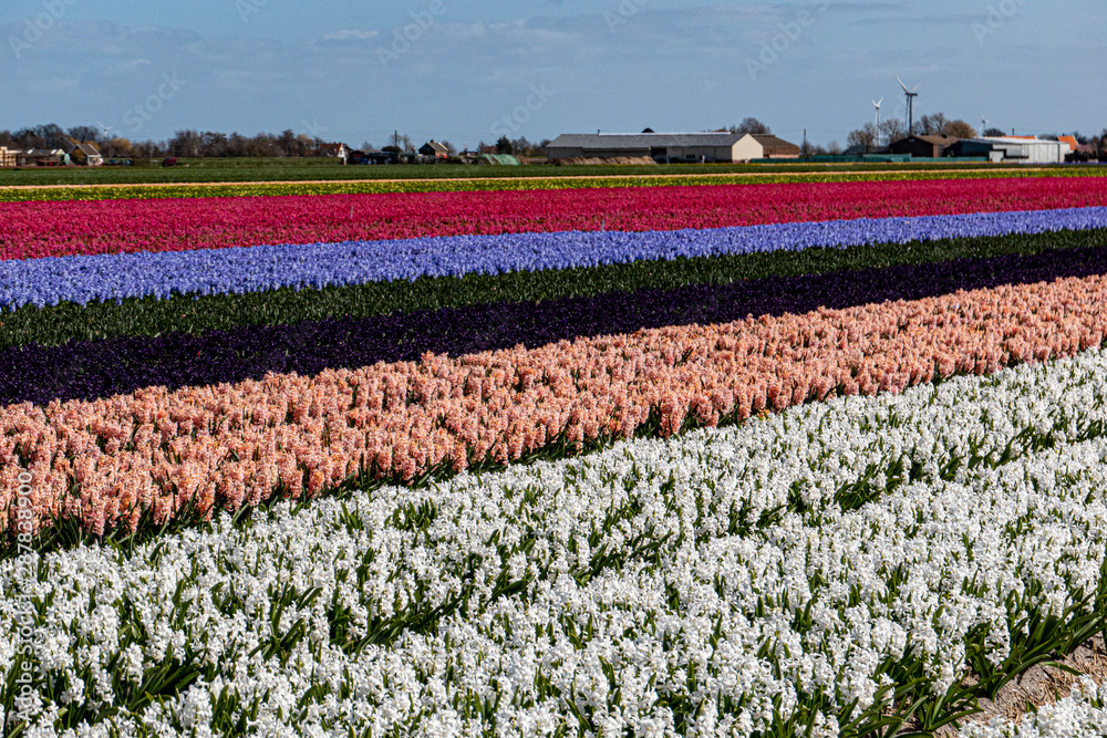 Colourful bulb fields in bloom in the Netherlands