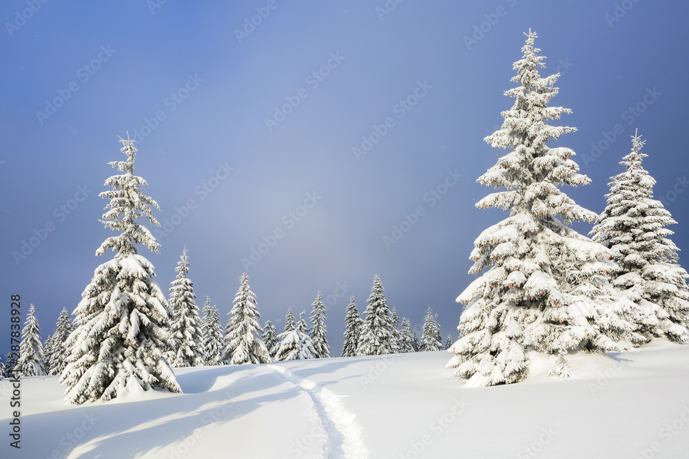 Amazing landscape on the cold winter day. Pine in the snowdrifts. On the lawn covered with snow there is a trodden path leading.