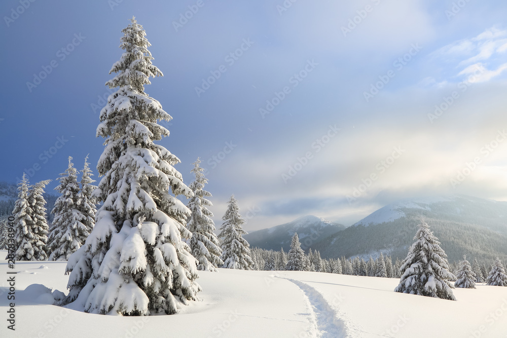Beautiful landscape on the cold winter day. On the lawn covered with snow there is a trodden path leading to the high mountains with snow white peaks, trees in the snowdrifts.