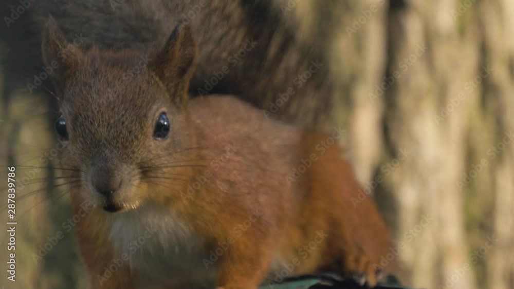 Close-up view of a squirrel sitting on the tree. Wild animal in natural habitat Close-up view of a squirrel sitting on the tree. Wild animal in natural habitat