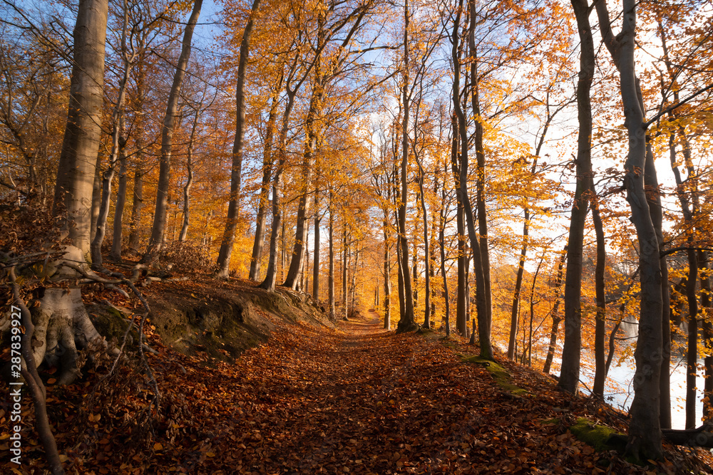braodleaf forest with colorful beech trees in late fall