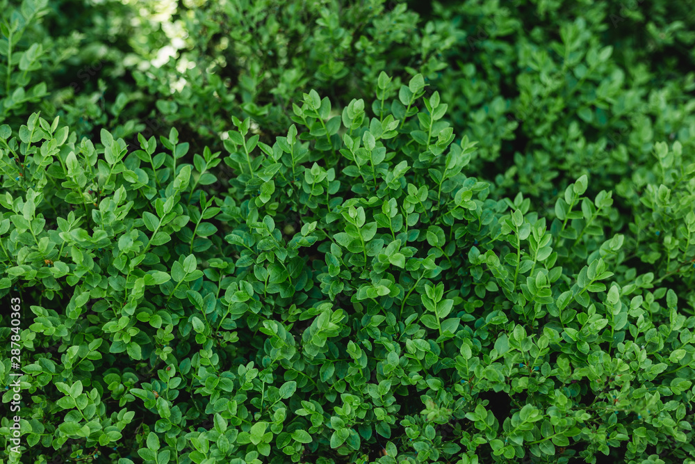 Beautiful nature green leaves background. Garden and Green wall Beautiful nature green leaves background. Garden and Green wall