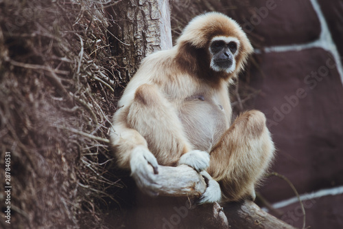 Beautiful gibbon sits on a tree branch in a zoo