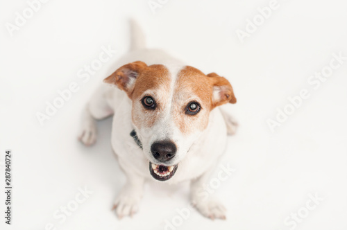 Playful happy Jack Russell Terrier dog with tennis ball portrait isolated on white