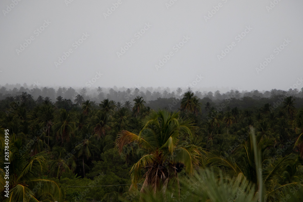 Pedras Port / Alagoas / Brazil. December 12, 2016. Views of Patacho beach and its coconut trees. Pedras Port / Alagoas / Brazil. December 12, 2016. Views of Patacho beach and its coconut trees.