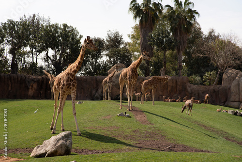 Girafas en el zoo © Toni