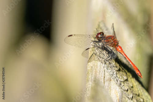 Gemeine Heidelibelle