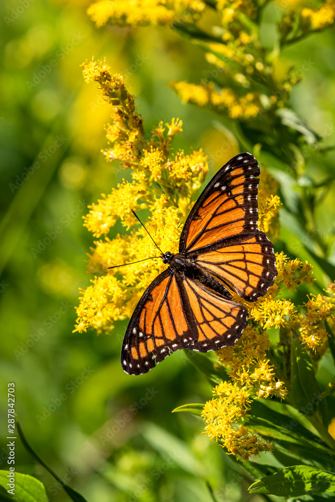 Obraz premium Monarch on Goldenrod