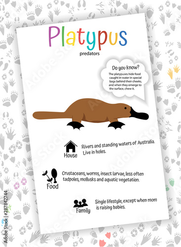 platypus on white background. food, habitat, interesting facts. educational cards for children, preschoolers, kindergarten, home schooling. Learning English photo