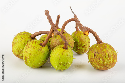 Young chestnuts on a white table. Chestnut fruit in shell.