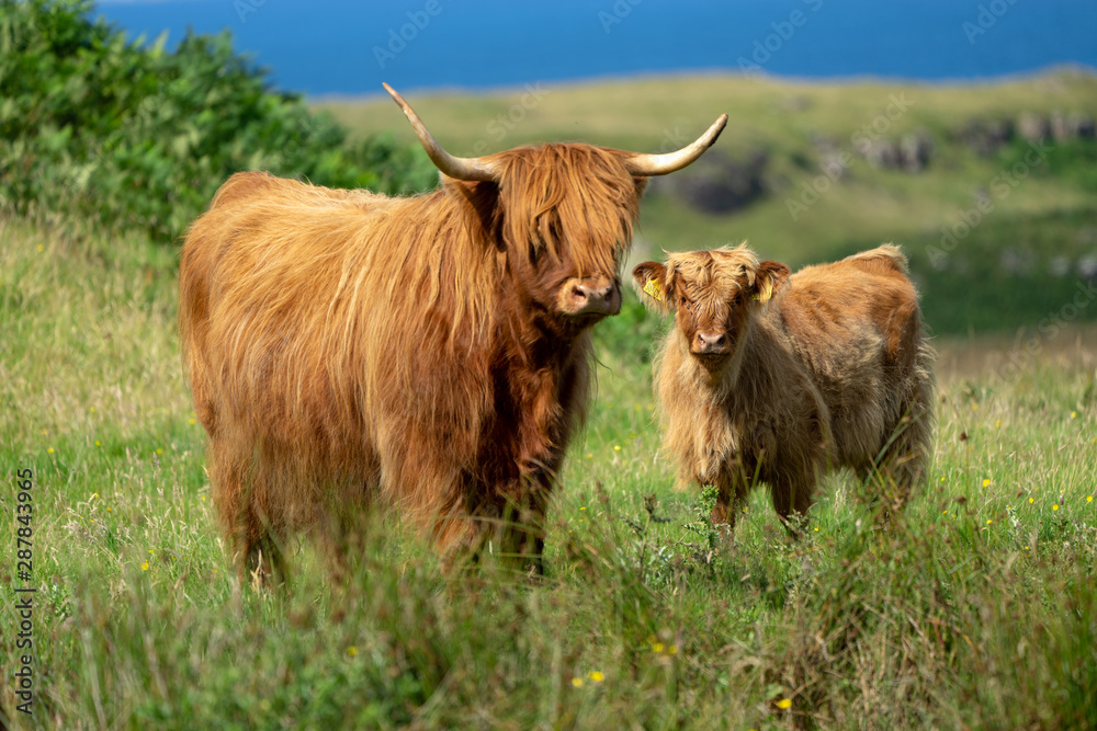 Highland cattle family Highland cattle family
