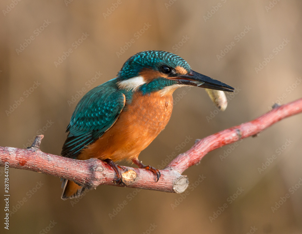 Naklejka premium The common kingfisher (Alcedo atthis) also known as the Eurasian kingfisher, and river kingfisher, is a small kingfisher with seven subspecies recognized within its wide distribution across Eurasia an