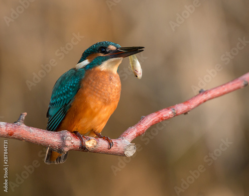The common kingfisher (Alcedo atthis) also known as the Eurasian kingfisher, and river kingfisher, is a small kingfisher with seven subspecies recognized within its wide distribution across Eurasia an © Rador