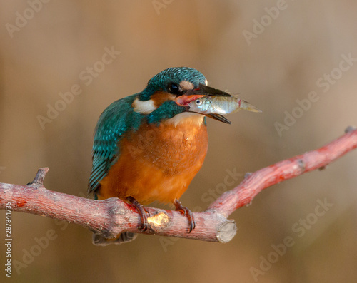 The common kingfisher (Alcedo atthis) also known as the Eurasian kingfisher, and river kingfisher, is a small kingfisher with seven subspecies recognized within its wide distribution across Eurasia an