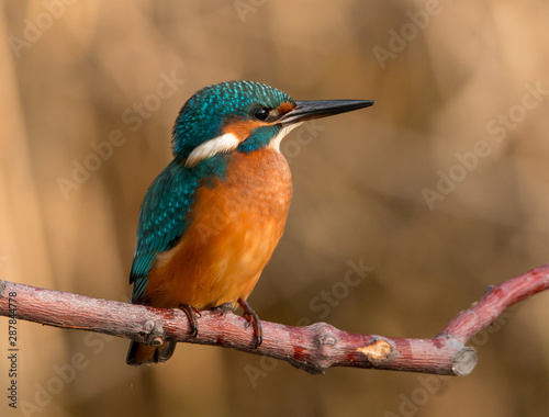 The common kingfisher (Alcedo atthis) also known as the Eurasian kingfisher, and river kingfisher, is a small kingfisher with seven subspecies recognized within its wide distribution across Eurasia an