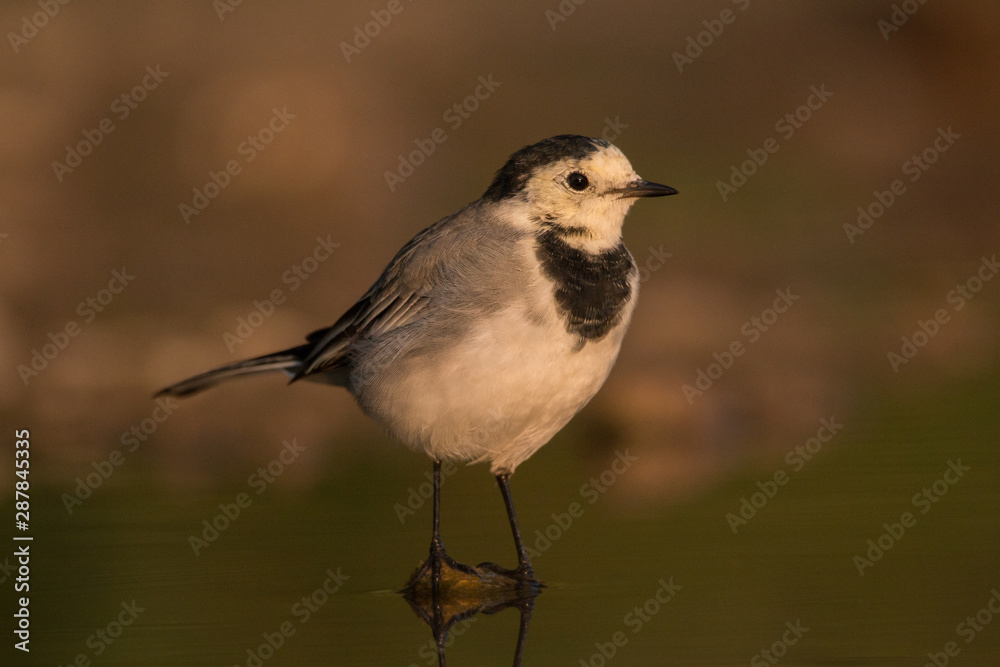 The white wagtail (Motacilla alba) is a small passerine bird in the family Motacillidae, which also includes pipits and longclaws. The species breeds in much of Europe and Asia and parts of North Afri The white wagtail (Motacilla alba) is a small passerine bird in the family Motacillidae, which also includes pipits and longclaws. The species breeds in much of Europe and Asia and parts of North Afri