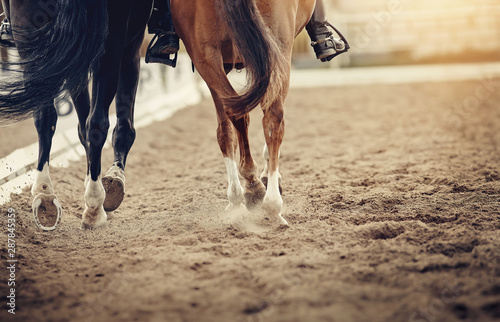 Legs of two sports horses galloping around the arena.